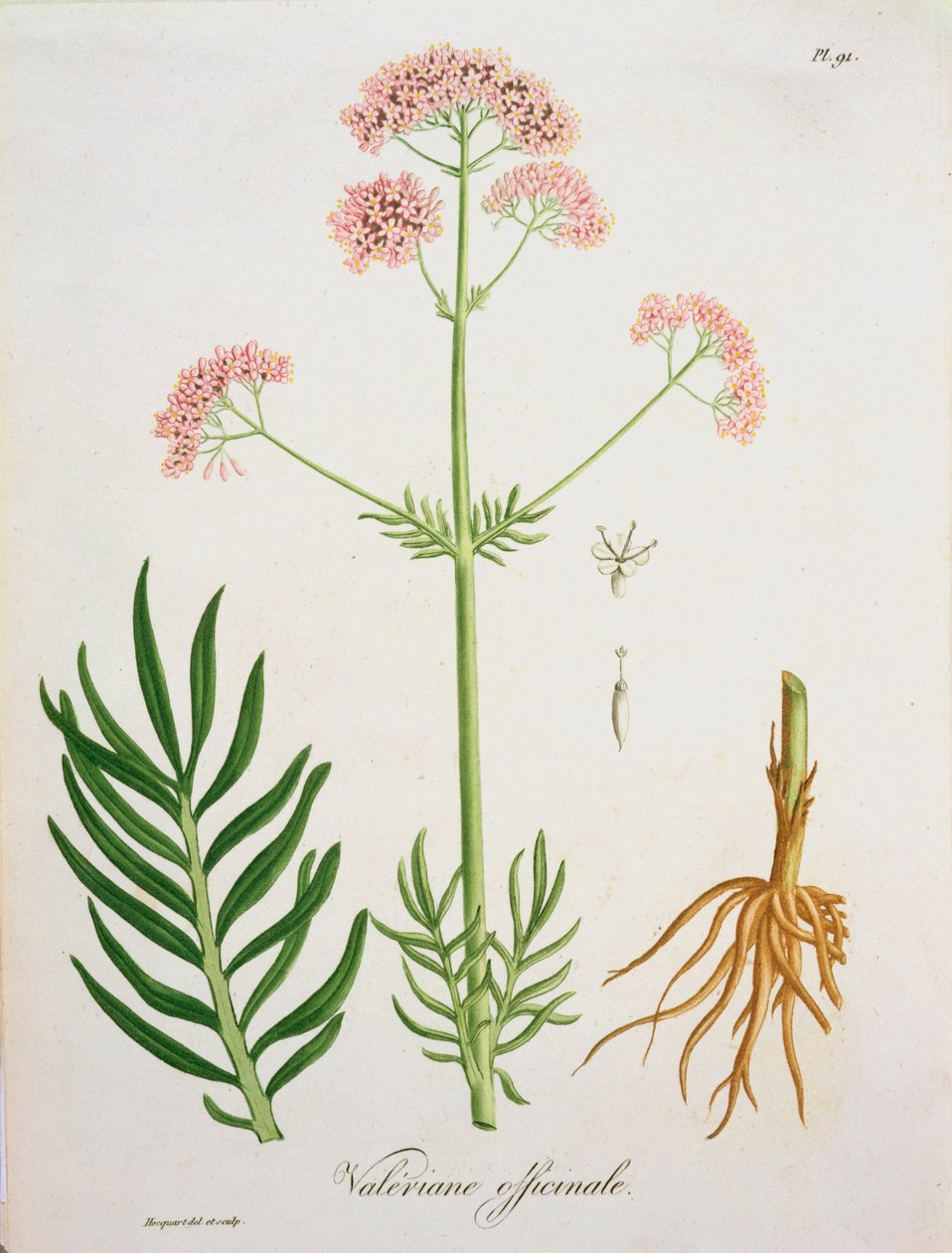 Valeriana de &39;Phytographie Medicale&39; de Joseph Roques (1772-1850), publicada em 1821 de L.F.J. Hoquart