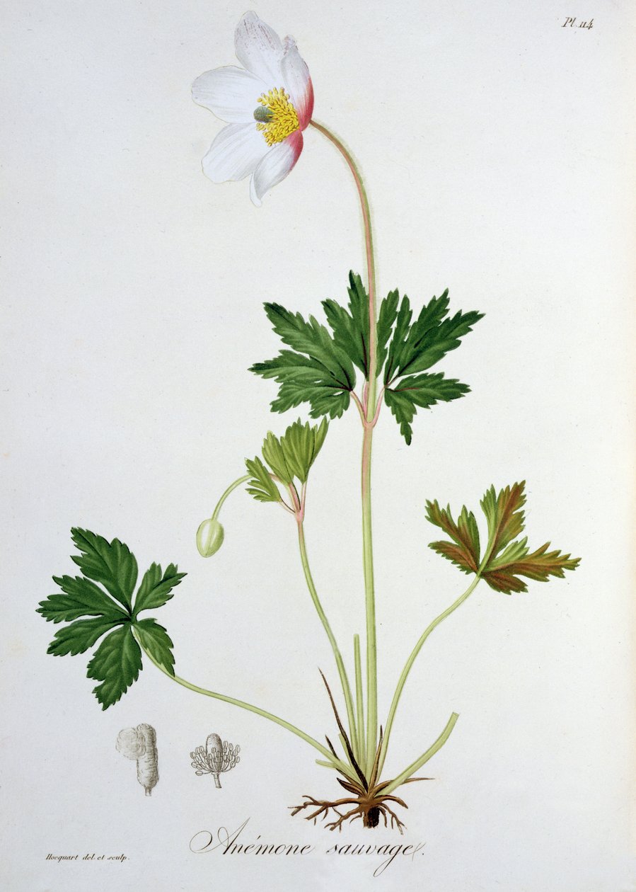 Anêmona de madeira de &39;Phytographie Medicale&39; de Joseph Roques (1772-1850), publicada em 1821 de L.F.J. Hoquart