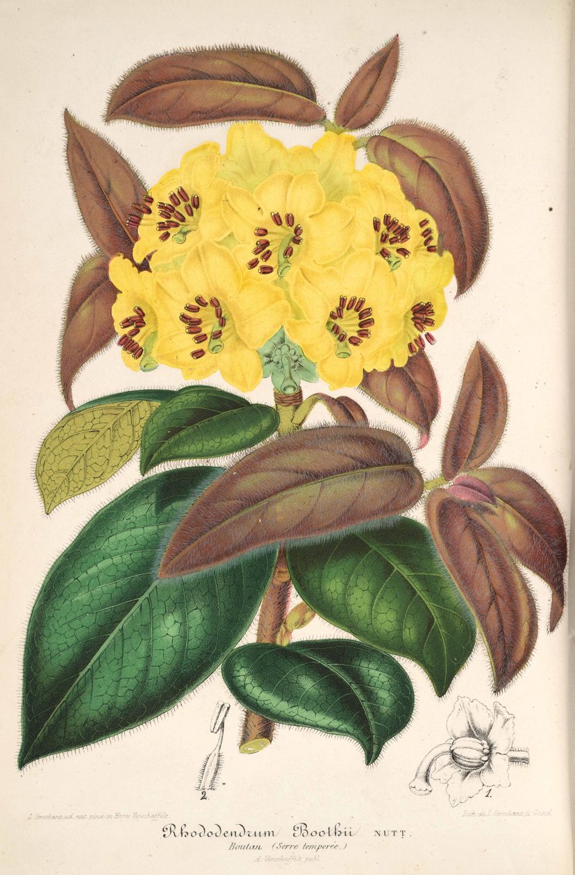 Rododendro boothii de L’Illustration horticole