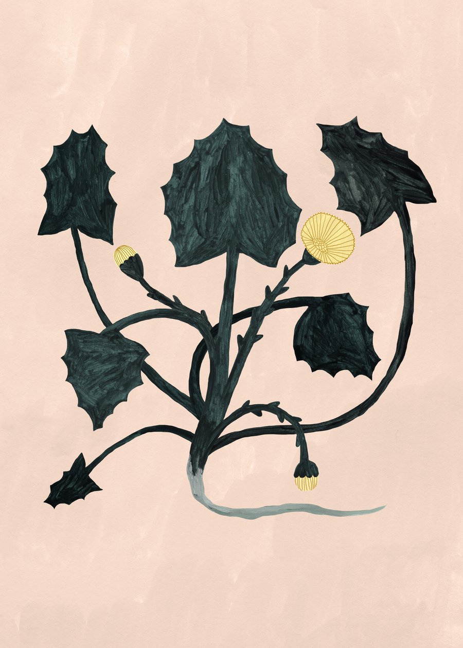 Planta desconhecida, 2018 de Léa Le Pivert