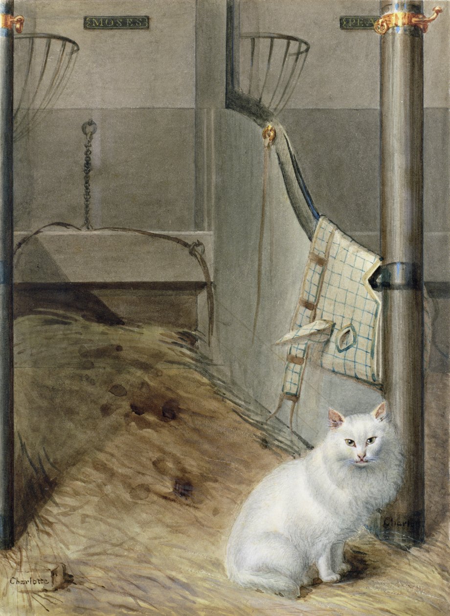 Gato persa branco em um estábulo de Lady Charlotte Schreiber
