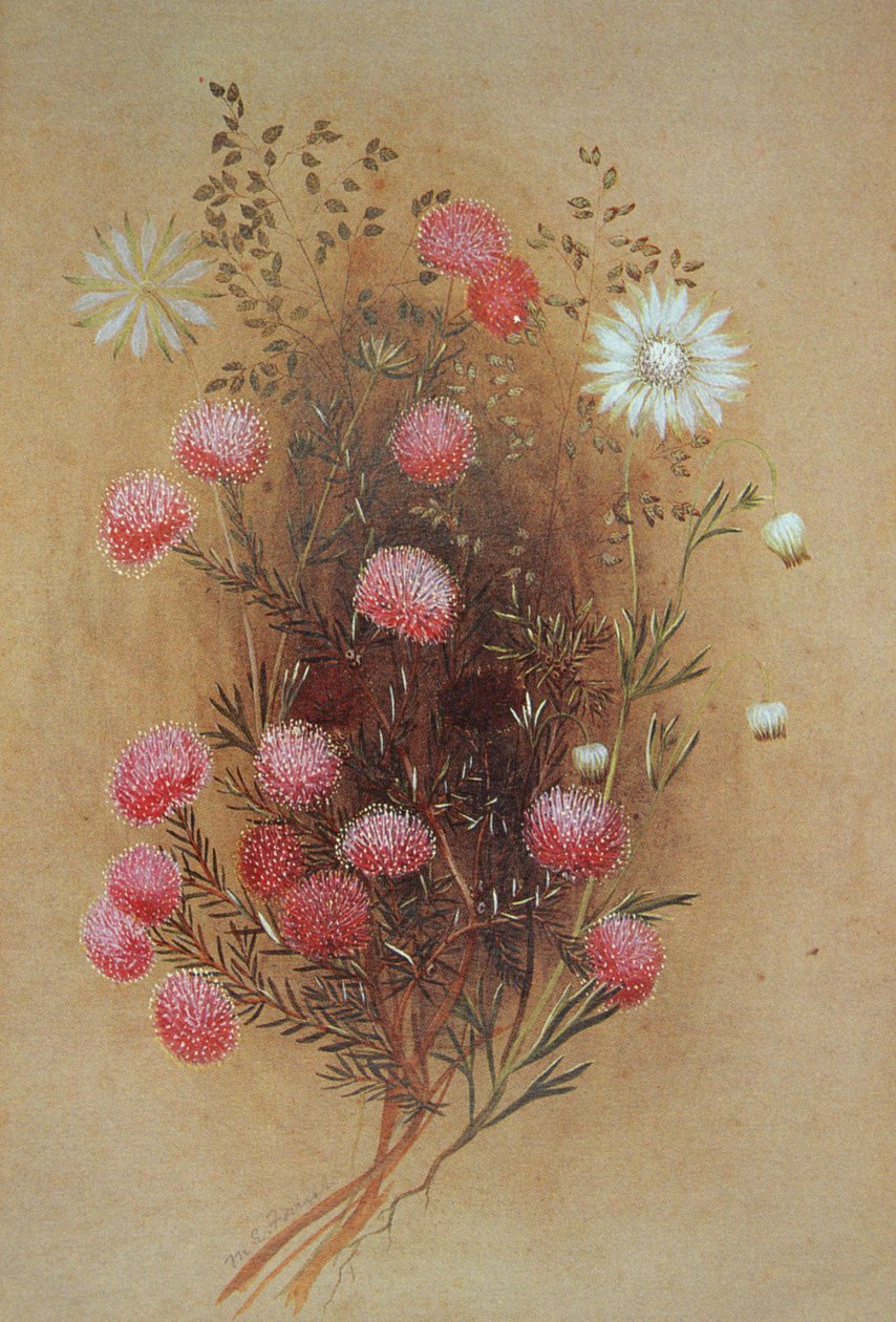 Melaleuca ou Flannelflower, século XIX de Lady Margaret Forest