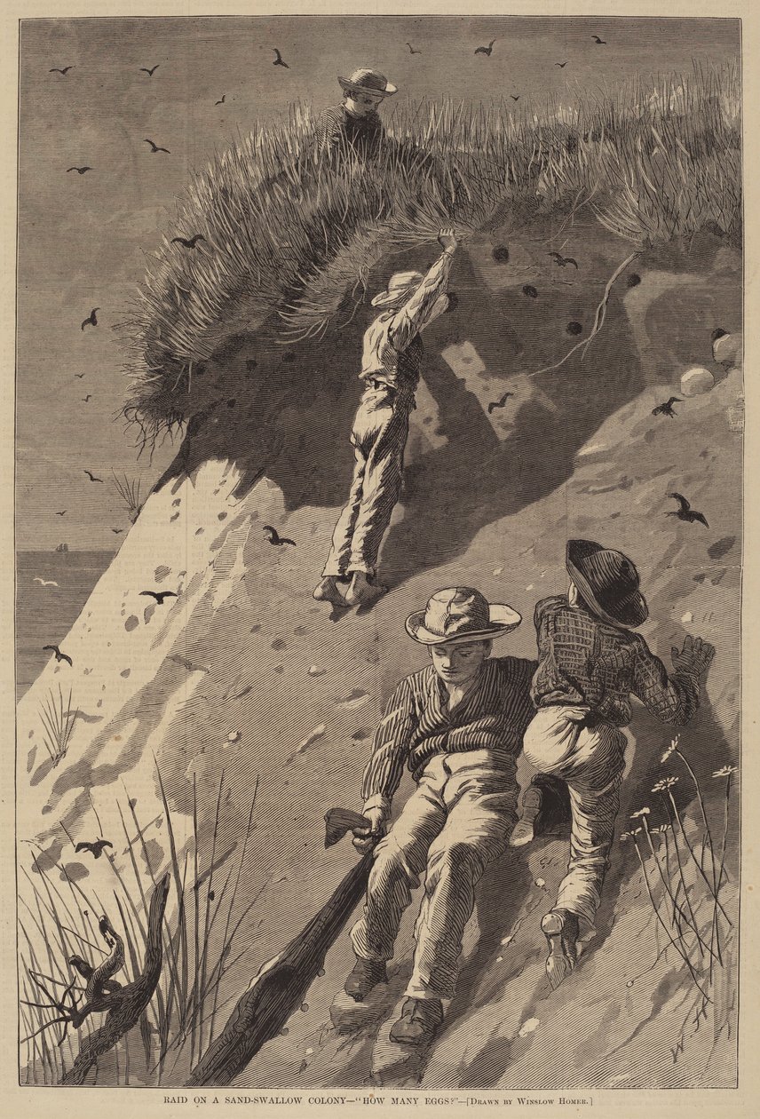 Ataque a uma colônia de andorinha de areia - "Quantos ovos?" de Lagarde after Winslow Homer