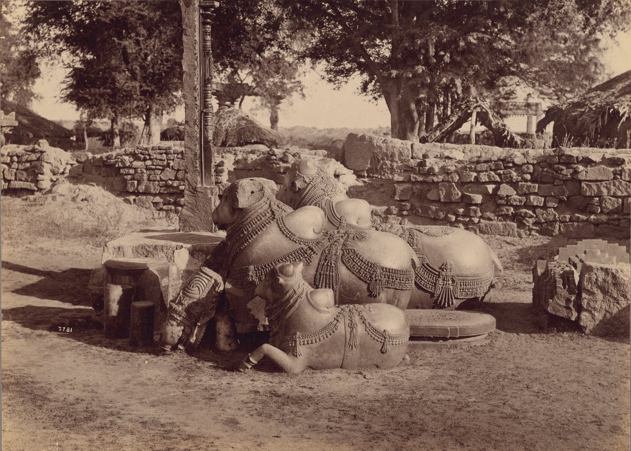 Touros ou Nadias com entalhes ornamentais Vista lateral, Warangal, Hyderabad, Deccan de Lala Deen Dayal