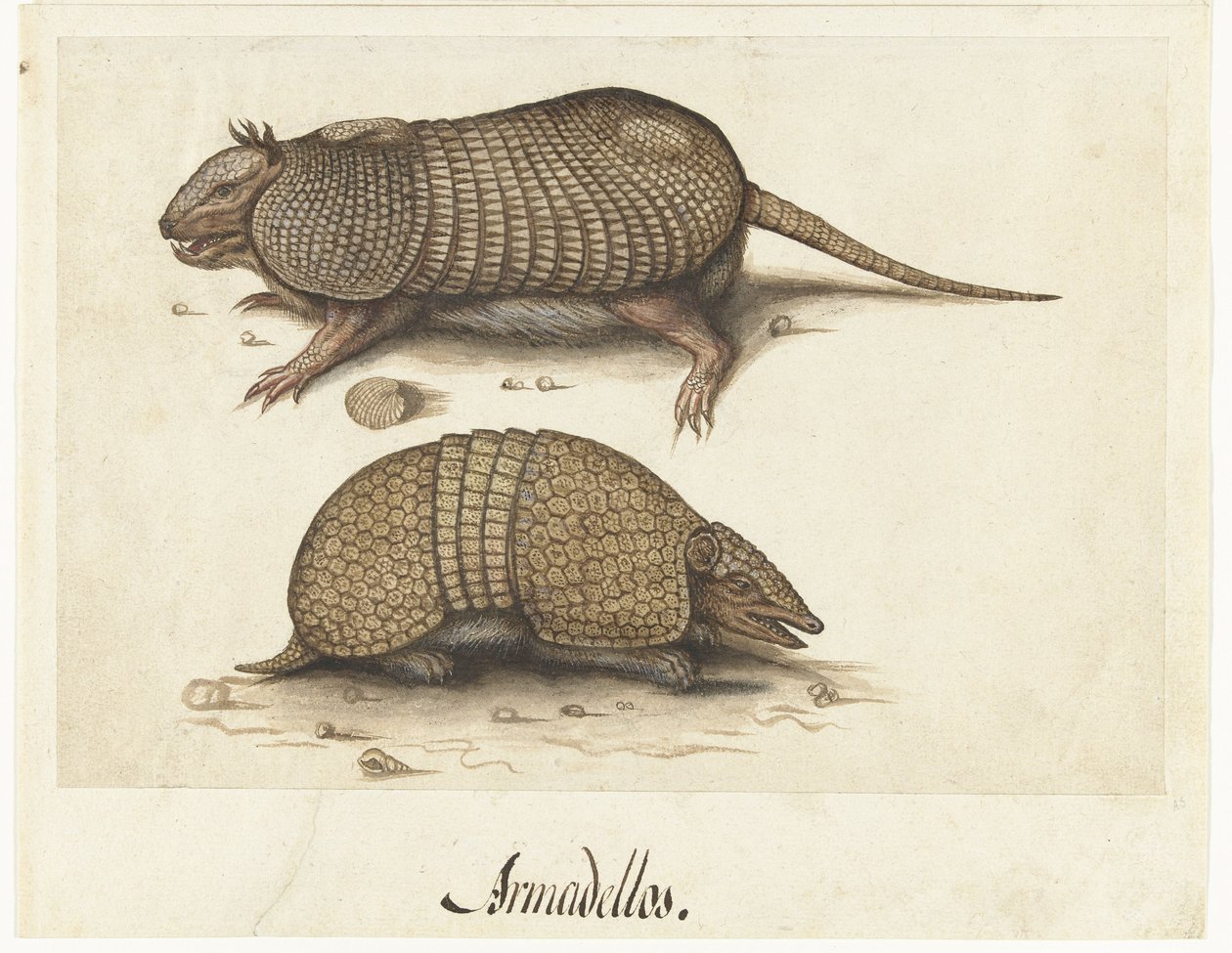 Folha de Álbum com Dois Armadillos
Armadillos de Lambert Lombard (rejected attribution)