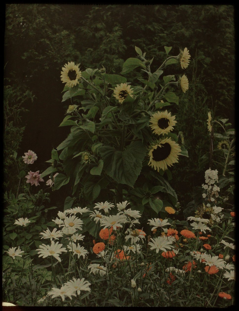 Jardim da Casa de Kersbergen, Zeist, incluindo girassóis de Lambertus Hendrik van Berk
