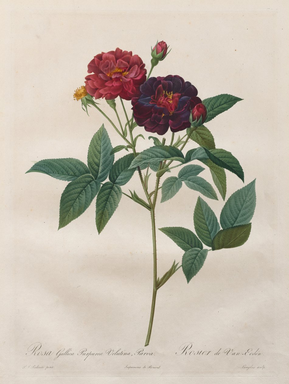 As Rosas: Rosa Gallica Purpurea Velutina Parva de Langlois
