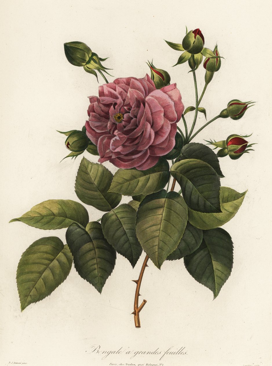 Rosa de bengala, variedade Rosa chinensis, Bengala de folhas grandes de Langlois Langlois