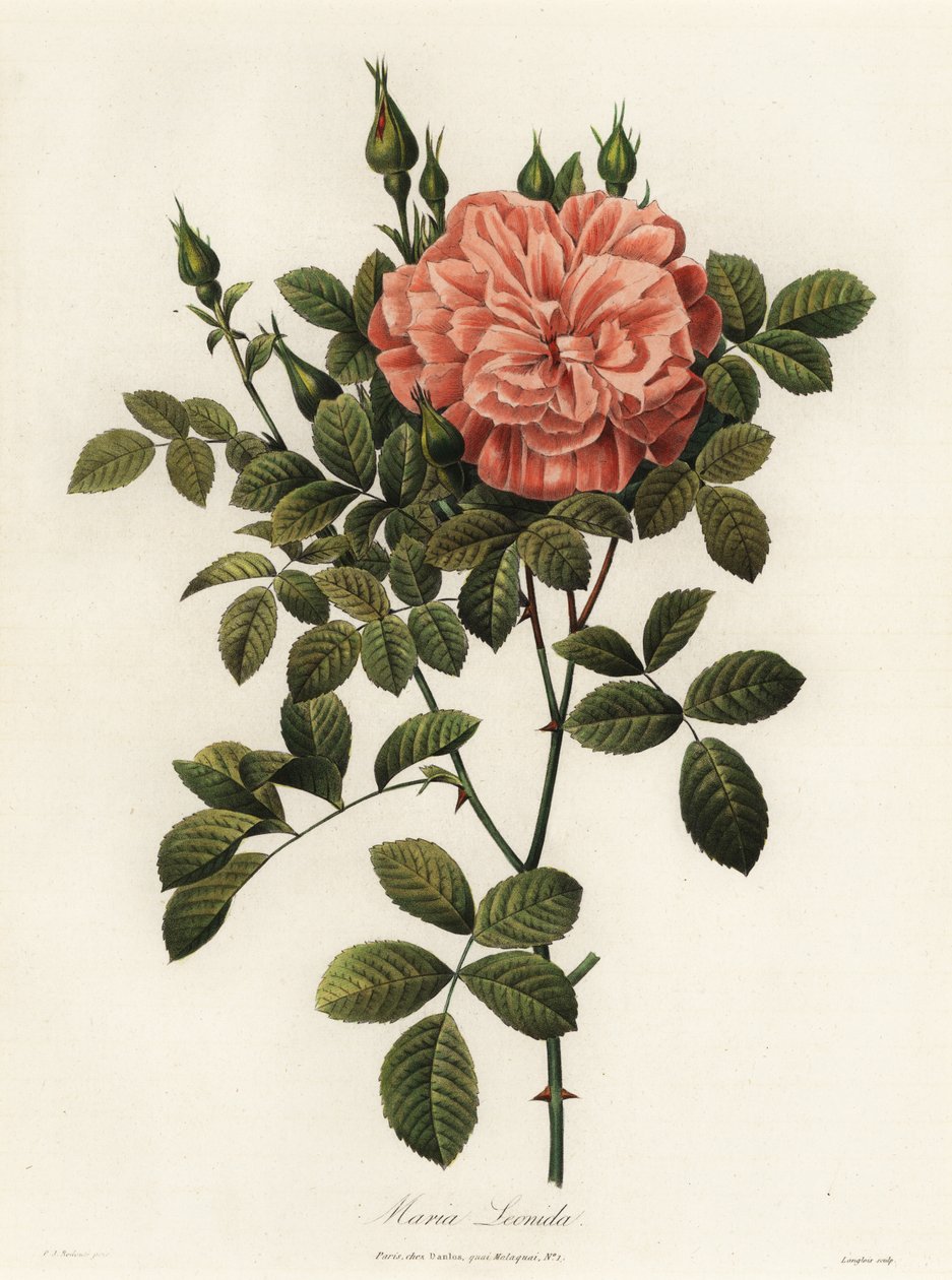 Maria Leonida, rosa híbrida, variedade Rosa bracteata de Langlois Langlois
