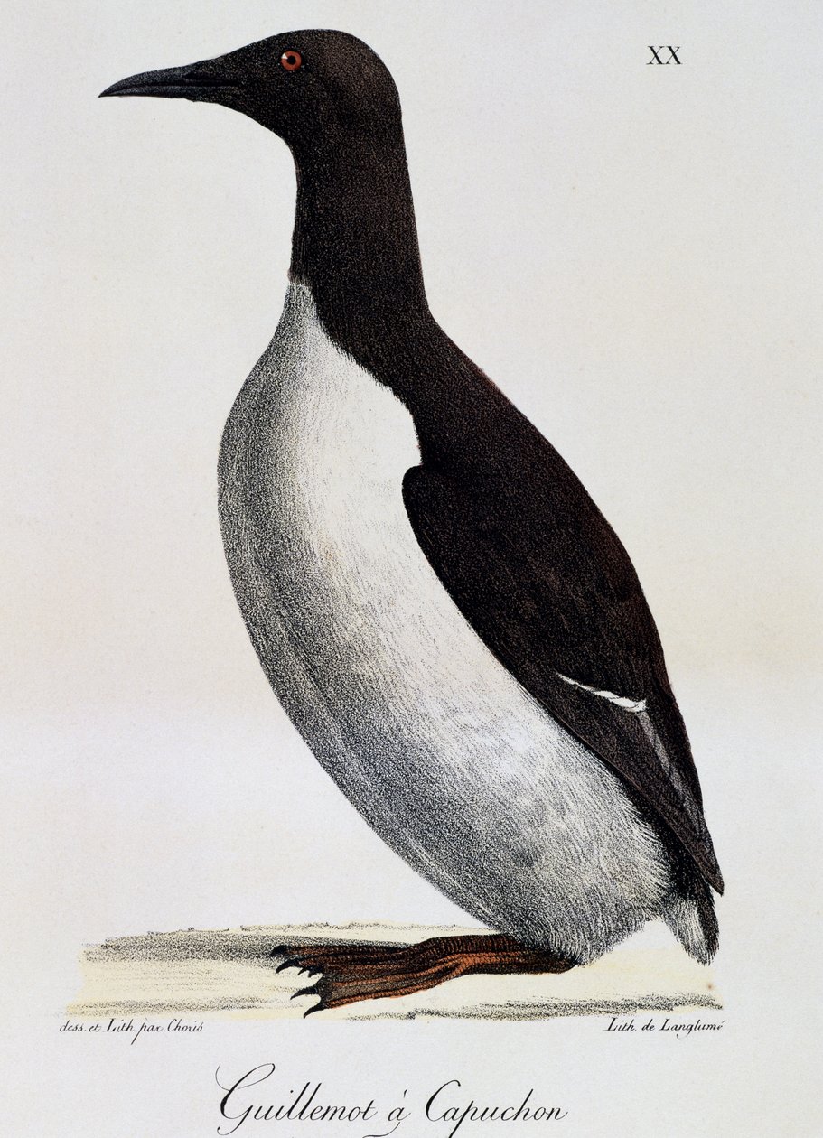 Murrelet comum (Uria aalge), de Voyage pittoresque autour du monde de Langlume Langlume