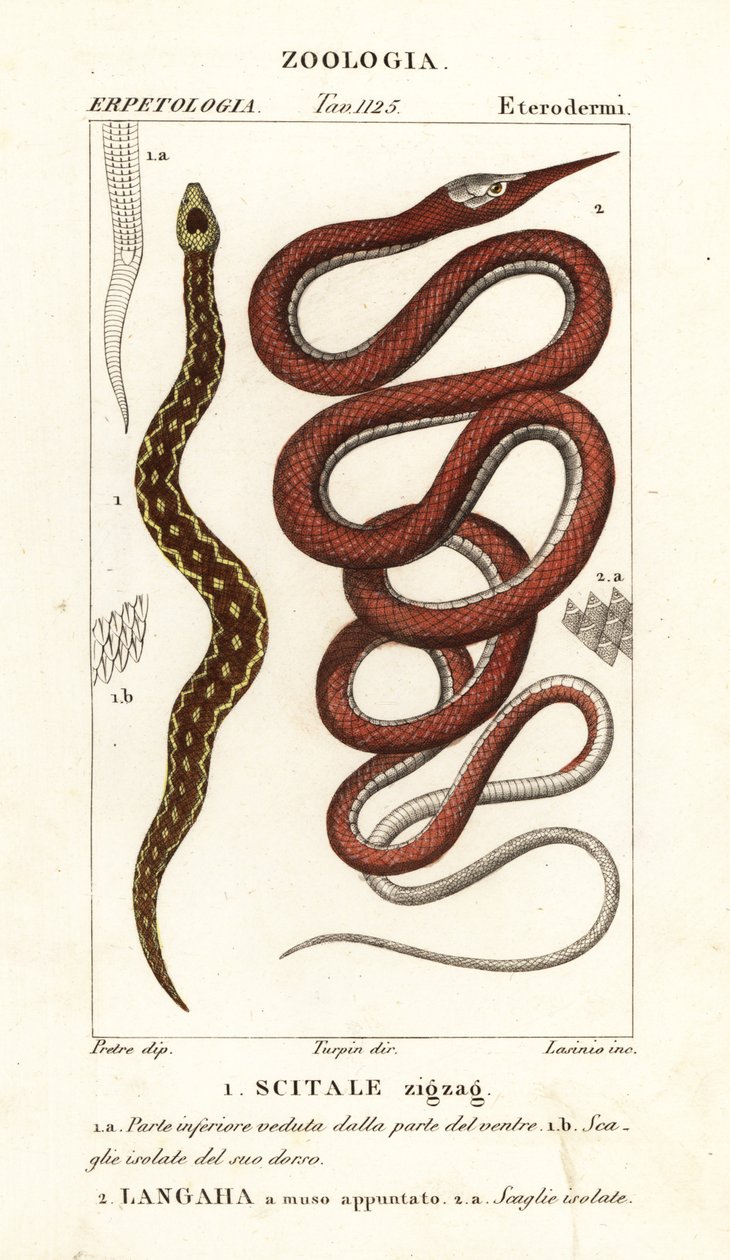 Víbora em escala de serra, Echis carinates 1 e cobra de nariz de folha de Madagascar, Langaha madagascariensis 2 de Lasinio Lasinio