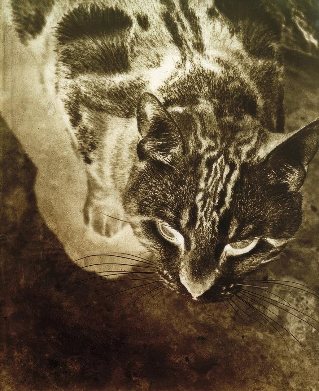 Gato (impressão negativa) de Laszlo Moholy Nagy