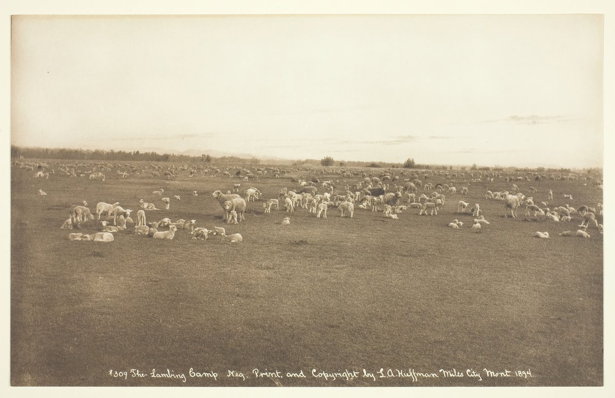 The Lambing Camp, 1894. de Laton Alton Huffman