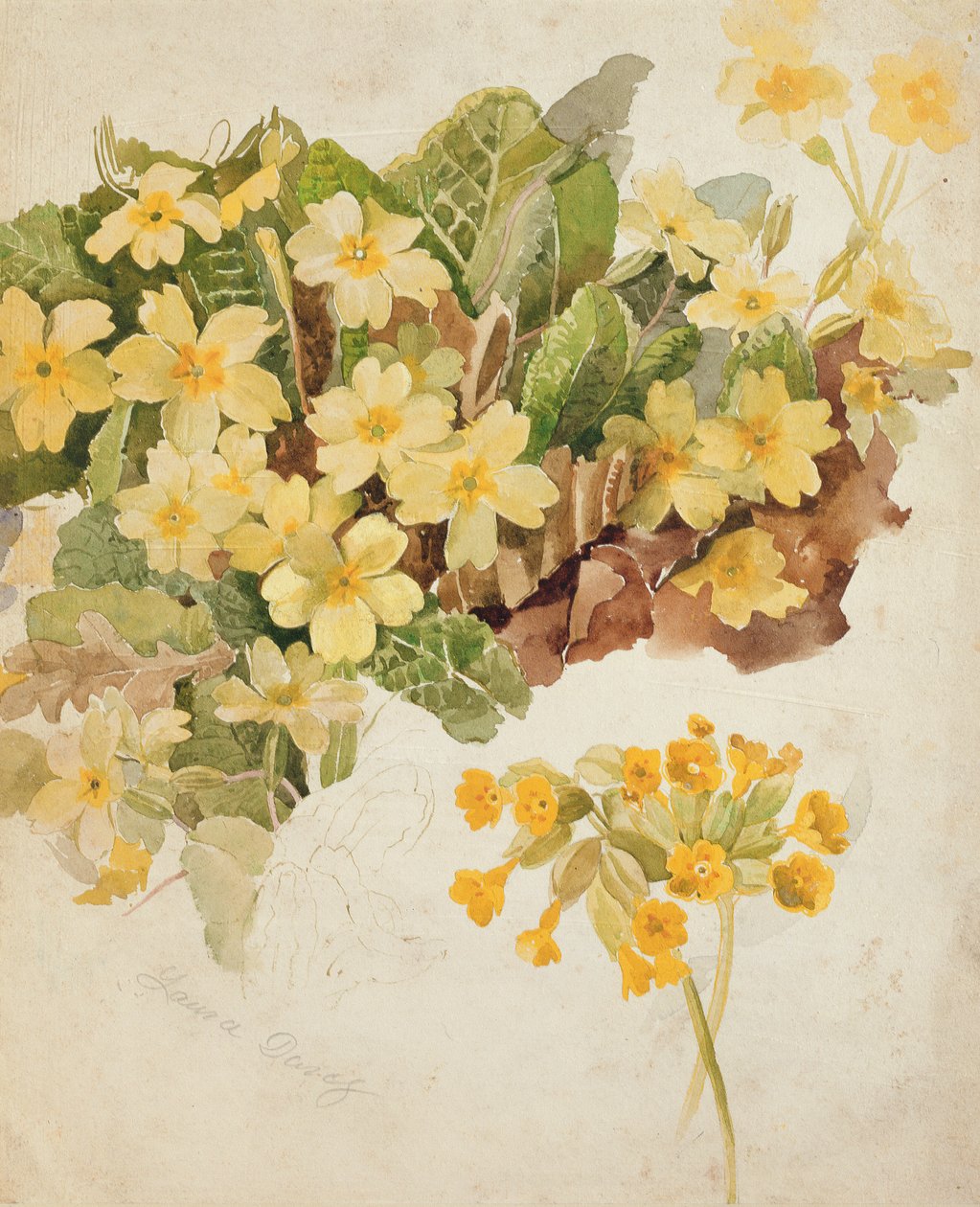 Estudo de Primroses e Cowslips de Laura Darcy Strutt