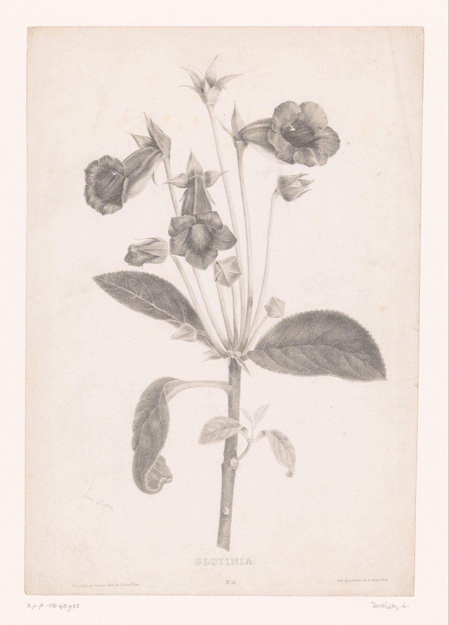 Gloxinia
Gloyinia (título sobre o objecto) de Laure Devéria