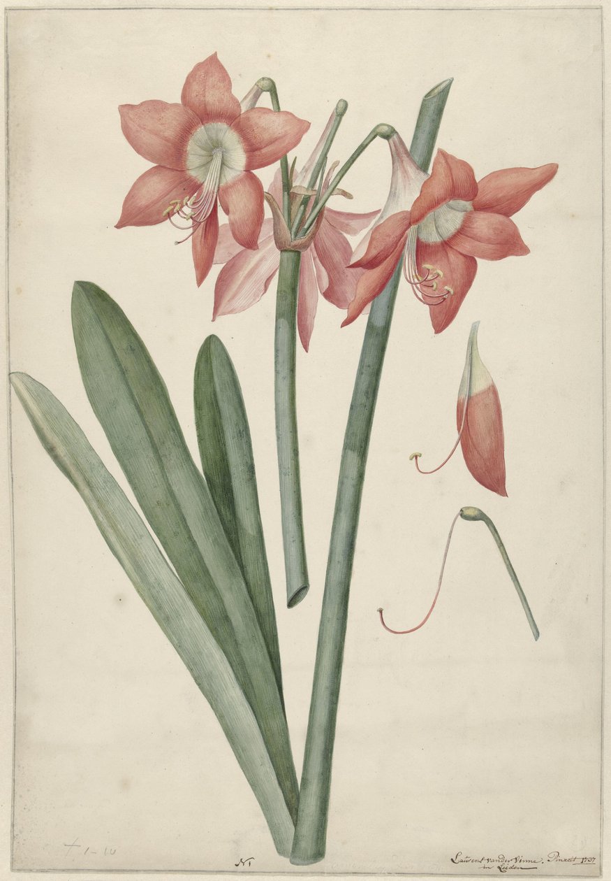 Amaryllis Haoorthia Margaritiferas de Laurens Jacobsz. van der Vinne