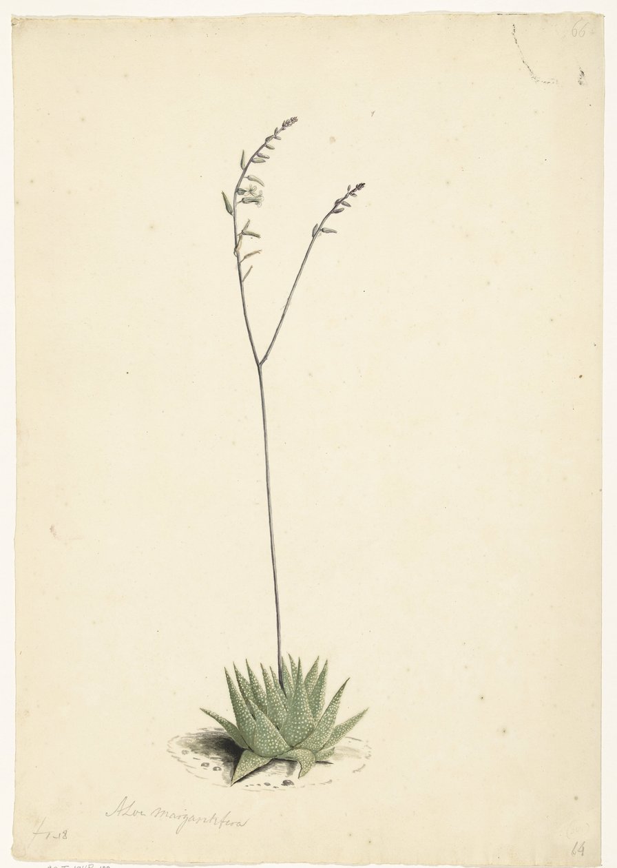 Aloé florido de Laurens Vincentsz. van der Vinne