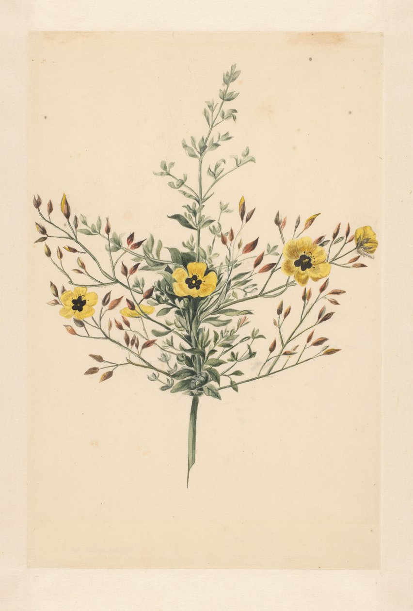 rosa celestial de Laurens Vincentsz. van der Vinne