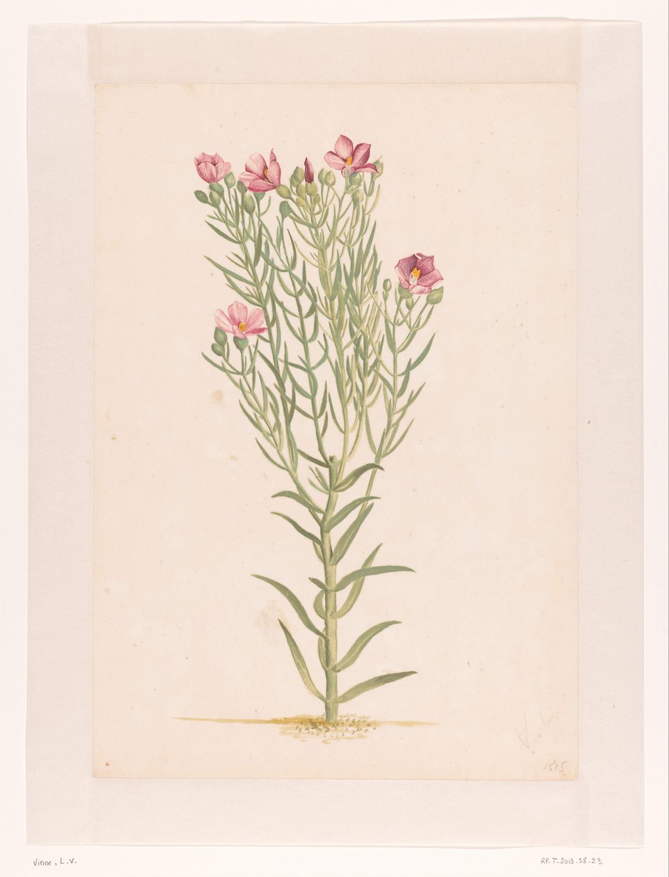 Planta com flores cor de rosa (título no objeto) de Laurens Vincentsz. van der Vinne