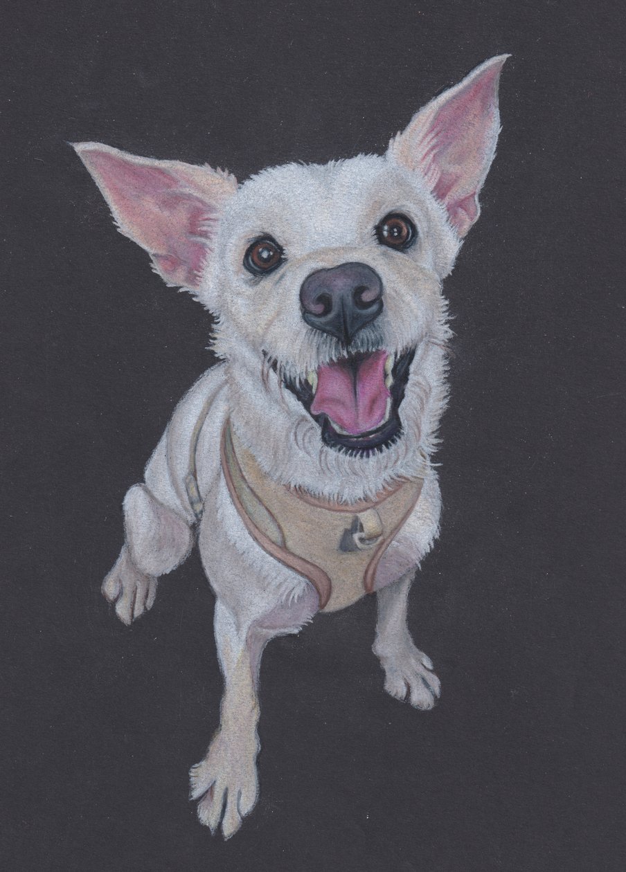 Fluffy , 2025 (lápis de cor sobre papel tonalizado) de Laurie Michaels