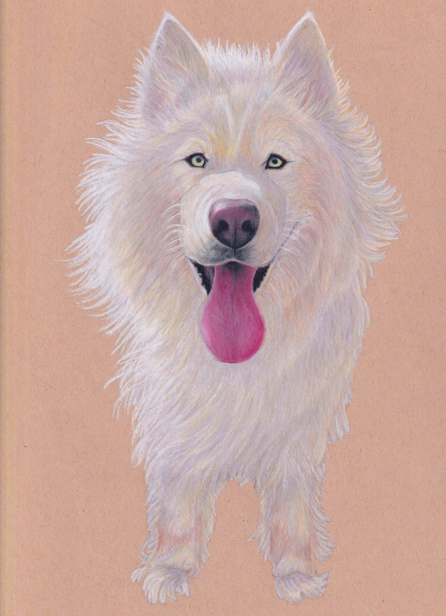 Snowky, 2021 (lápis de cor sobre papel tonalizado) de Laurie Michaels