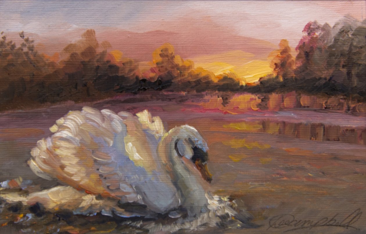 Cisne ao nascer do sol de 2016 (óleo sobre papel) de Lee Campbell