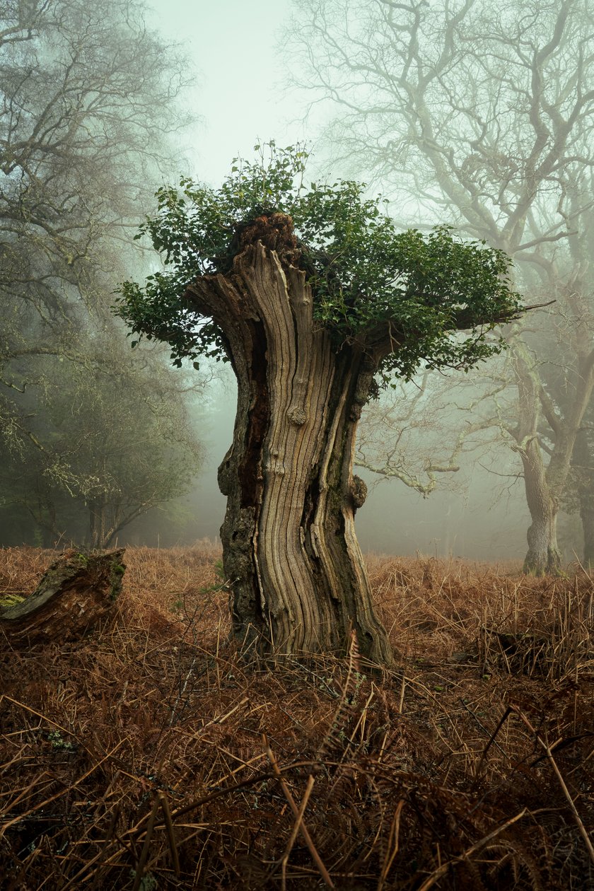 Bonsai antigo, 2025 (foto) de Lee Cooper