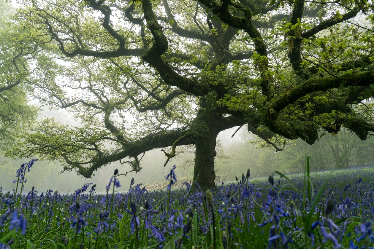 Ancient Greens, 2025 (foto) de Lee Cooper