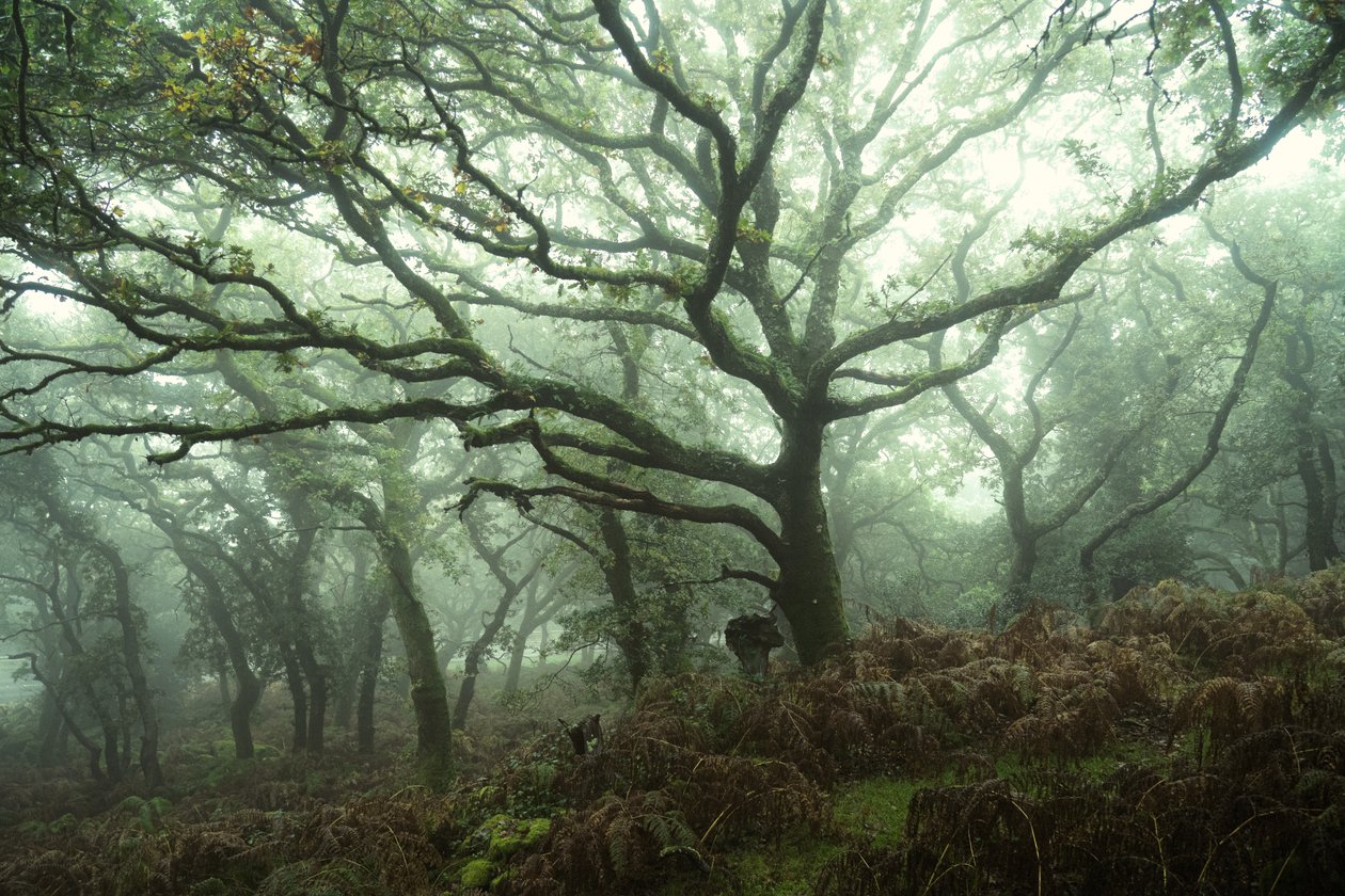 Canopy, 2024 (foto) de Lee Cooper