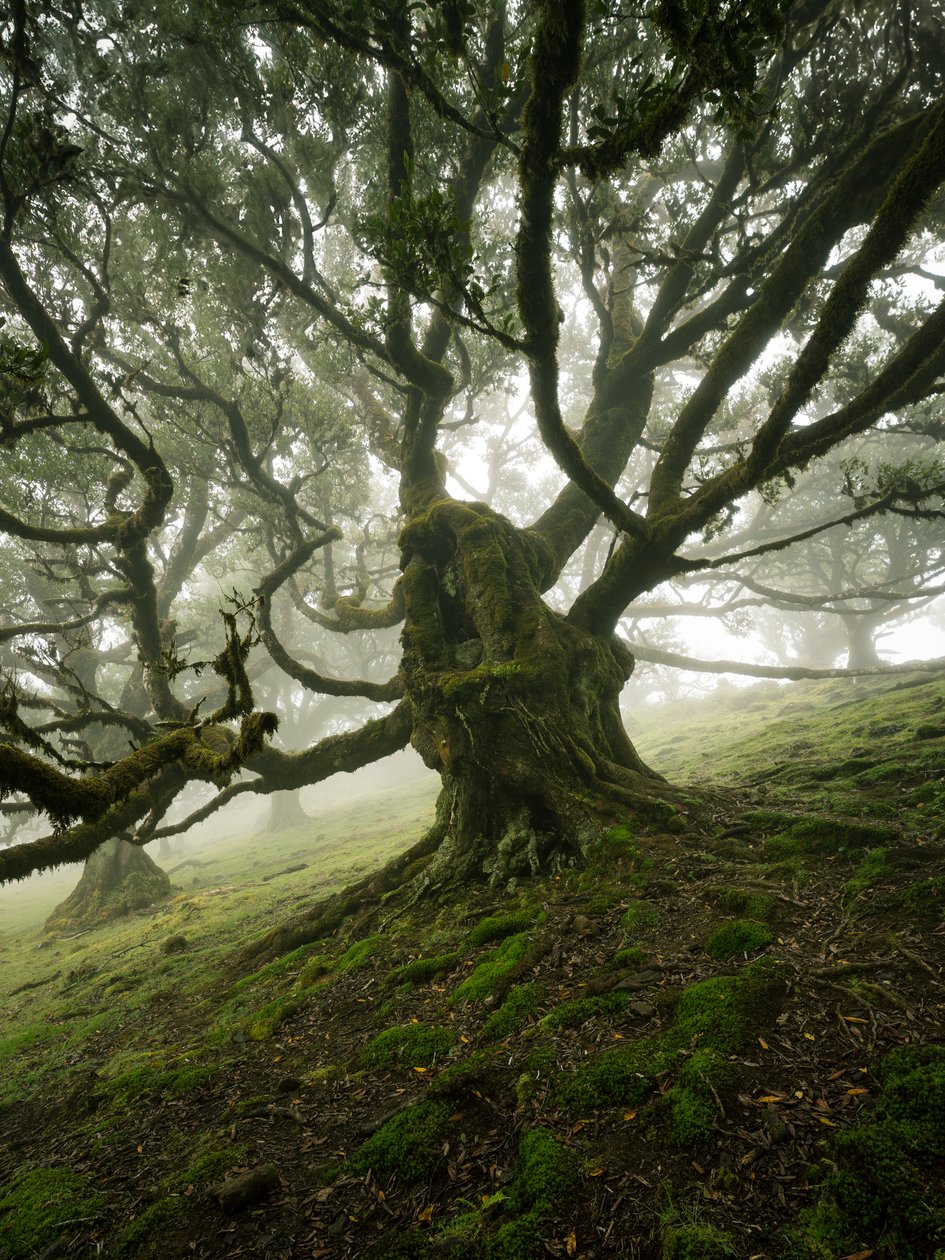 Canopy II, 2025 (foto) de Lee Cooper