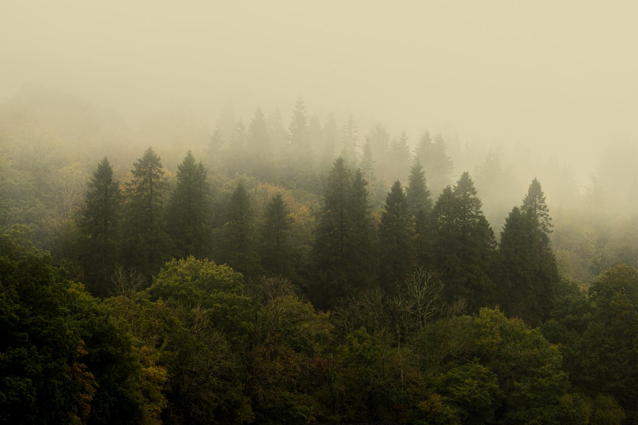 Floresta Nublada, 2024 (foto) de Lee Cooper
