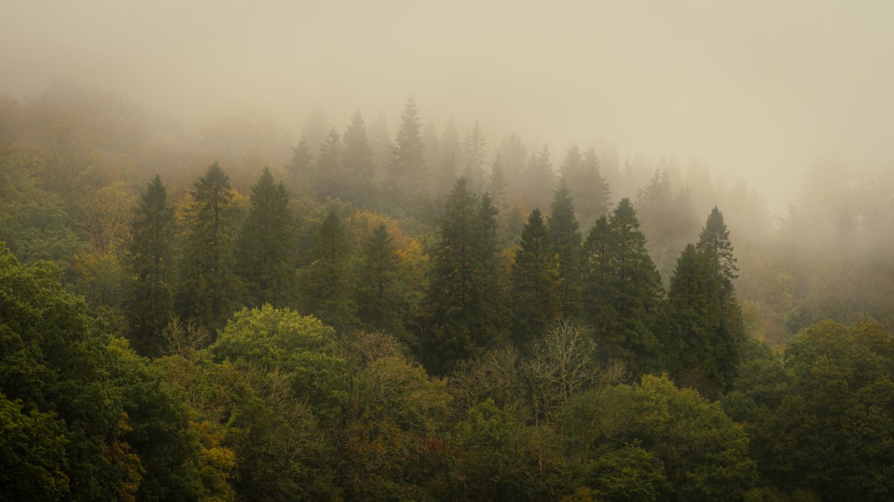 Floresta das Nuvens II, 2024 (foto) de Lee Cooper