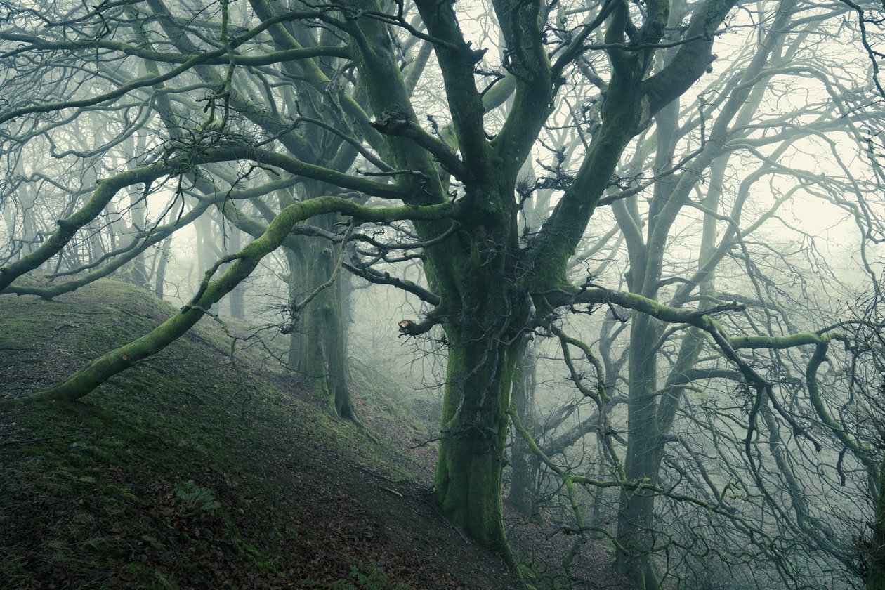 Aranha da Floresta, 2024 (foto) de Lee Cooper