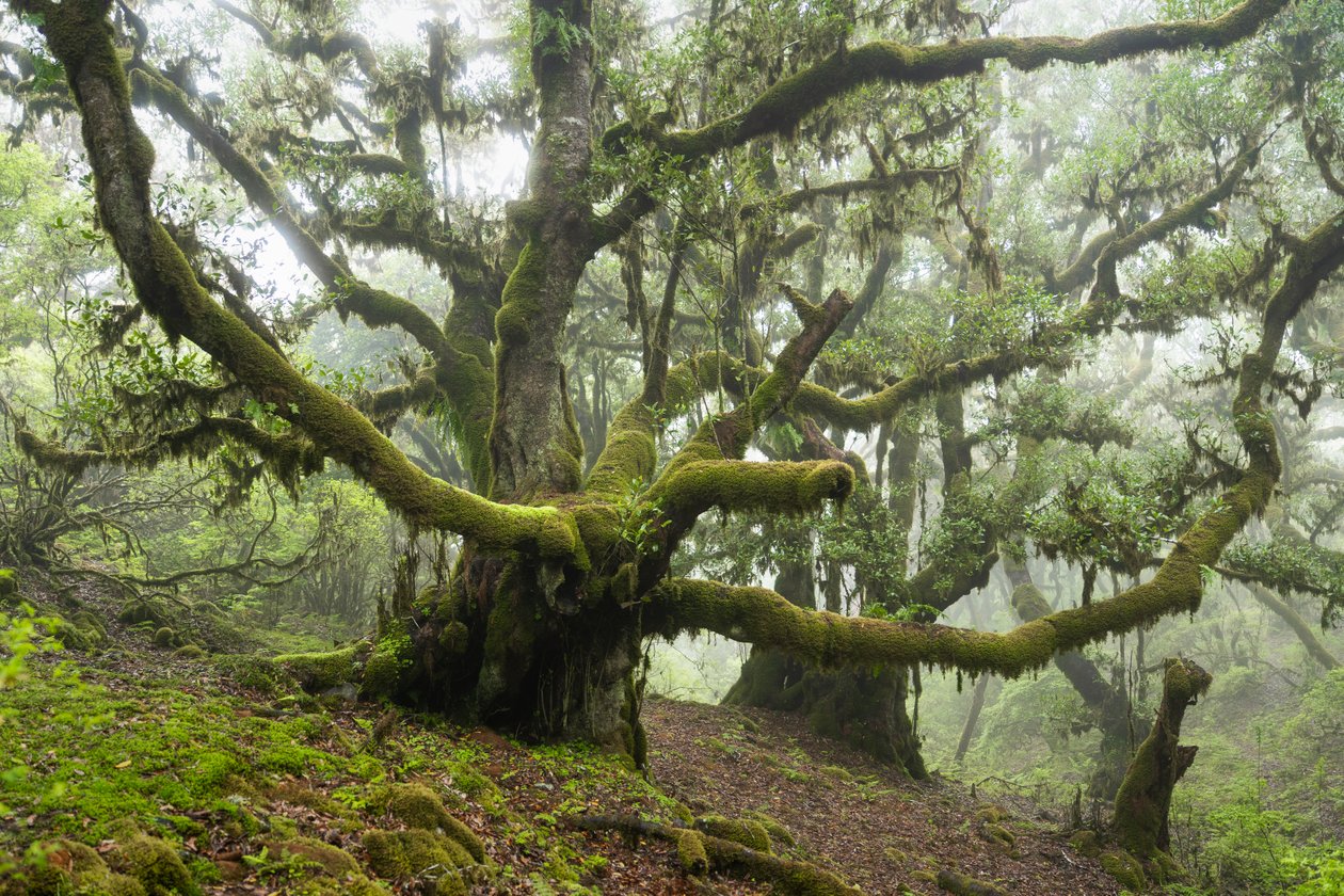 Terra Esquecida III, 2025 (foto) de Lee Cooper