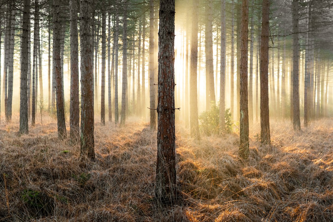 Mirkwood, 2025 (foto) de Lee Cooper