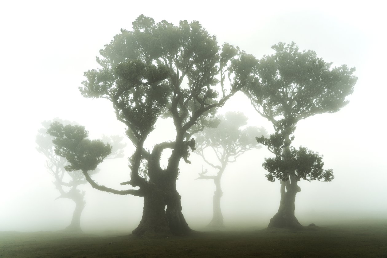 A floresta permanece, 2023 (foto) de Lee Cooper