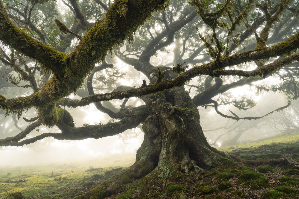 Os restos da floresta II, 2023 (foto) de Lee Cooper