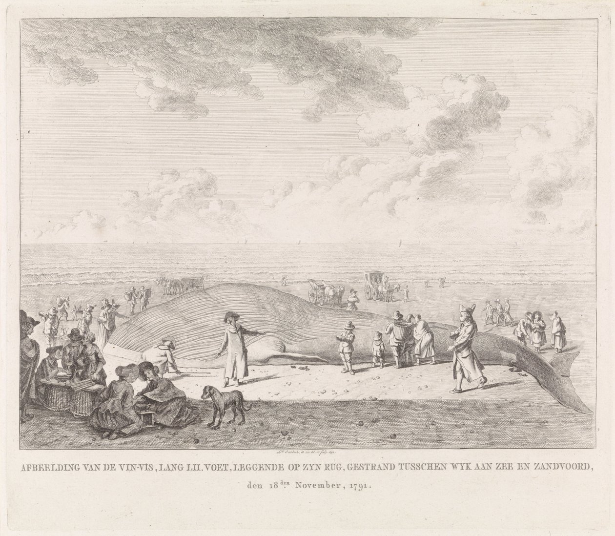 Baleia-comum aparece na praia de Zandvoort Imagem do Vin-Vis (...) encalhado entre Wyk aan Zee e Zandvoord, 18 de novembro de 1791 (título no objeto) de Leendert Overbeek