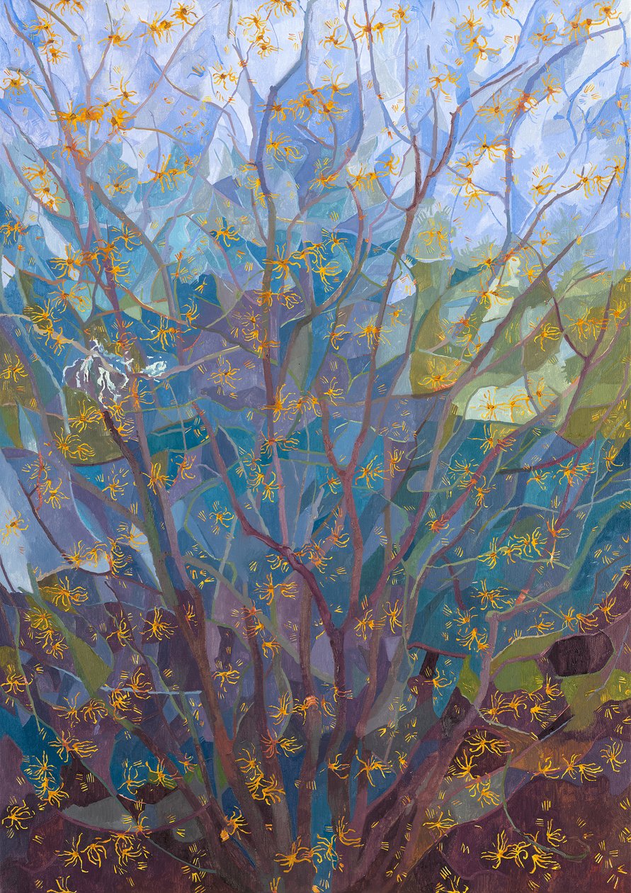 Avelã de bruxa em flor, 2015 de Leigh Glover