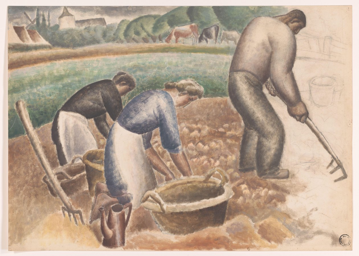 Colhedoras de batatas no campo de Leo Gestel
