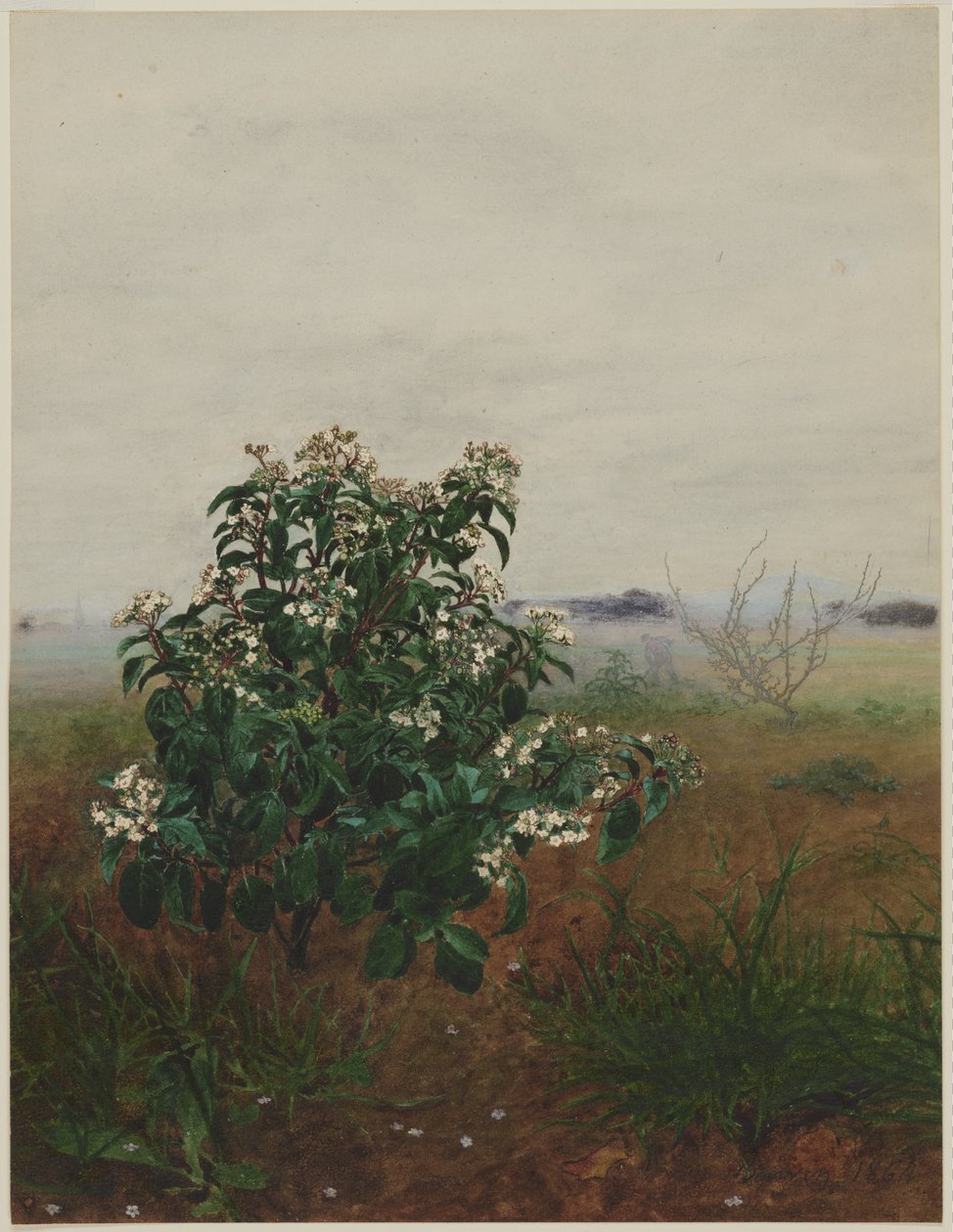 Viburno-tino florido diante de uma paisagem de Léon Bonvin