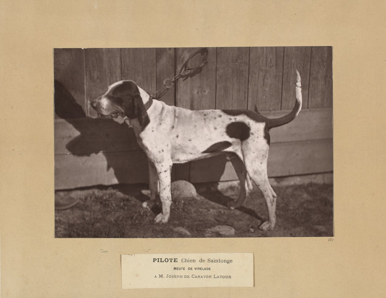 Pilote, Chien de Saintonge, Meute de Virelade, A.M. Joseph de Carayon Latour de Leon Cremiere
