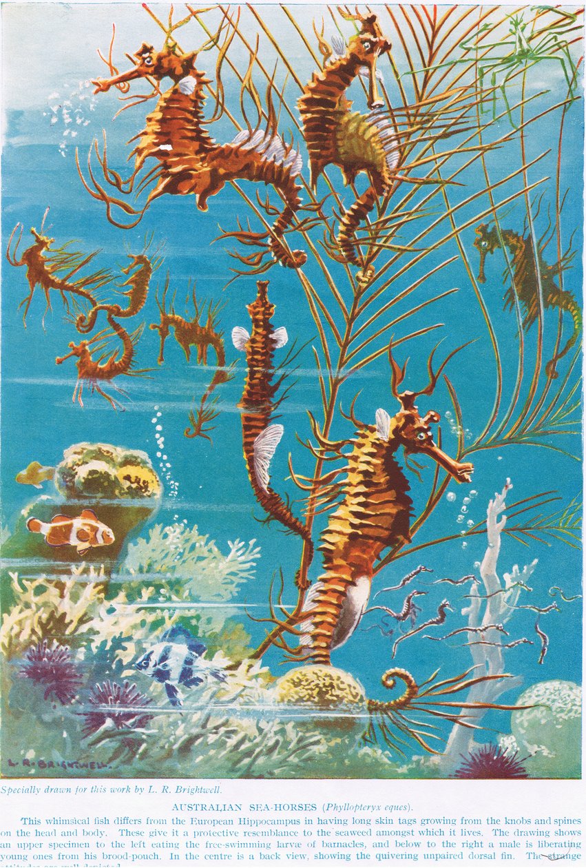 Cavalos marinhos australianos, ilustração de &39;The Science of Life&39; de Leonard Robert Brightwell