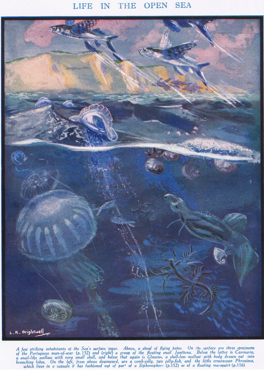 A vida no mar aberto, ilustração da "ciência da vida" de Leonard Robert Brightwell