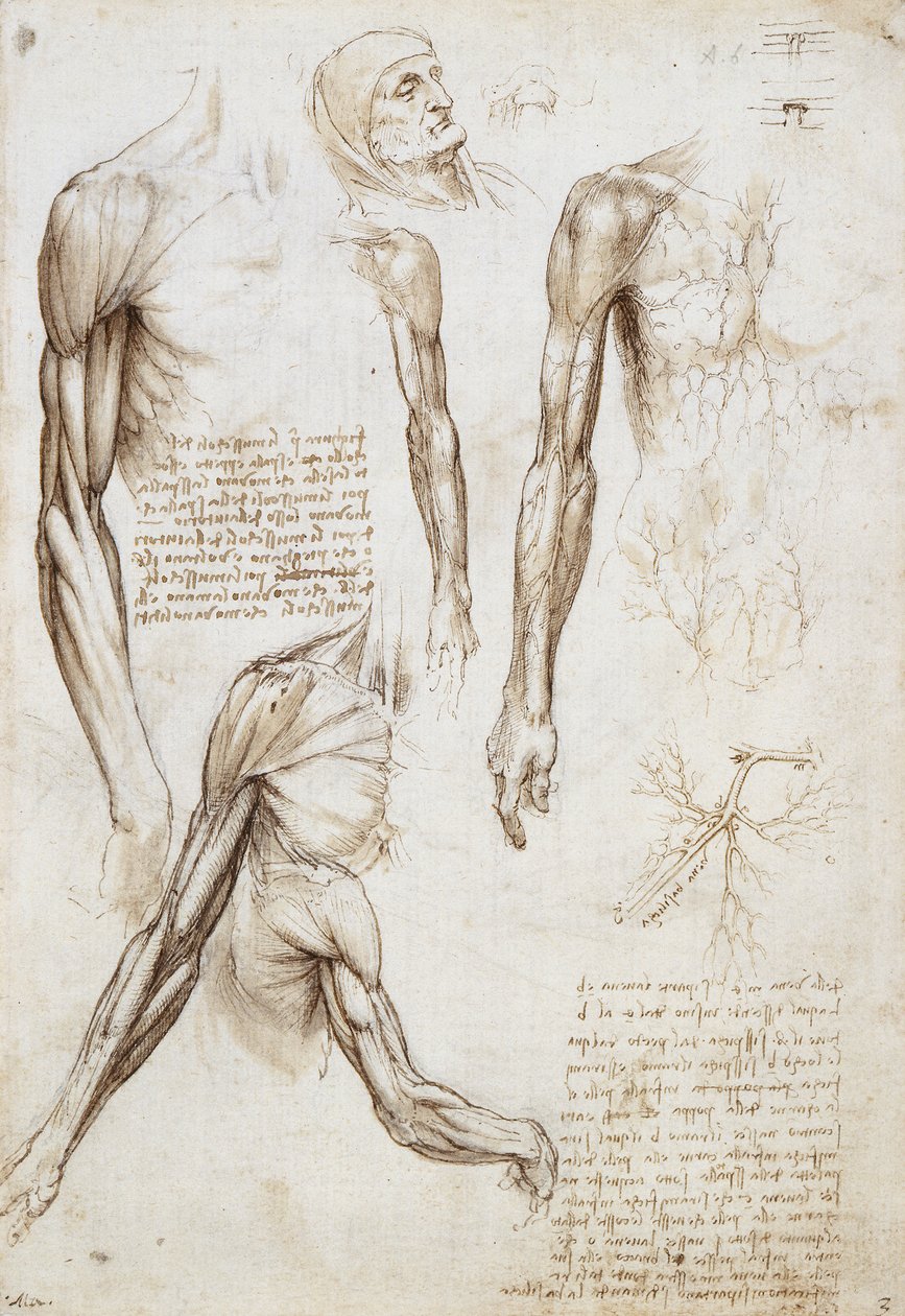 Um homem morto ou moribundo no comprimento do busto de Leonardo da Vinci