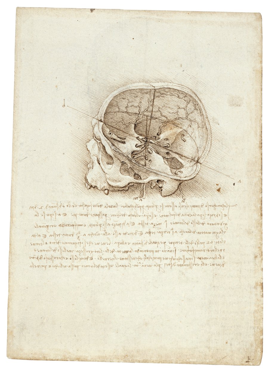Pintura anatômica de Leonardo Da Vinci - Scull de Leonardo da Vinci