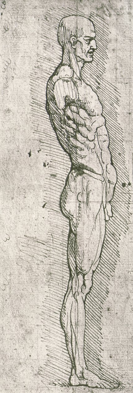 Estudo anatômico (caneta e tinta no papel) de Leonardo da Vinci
