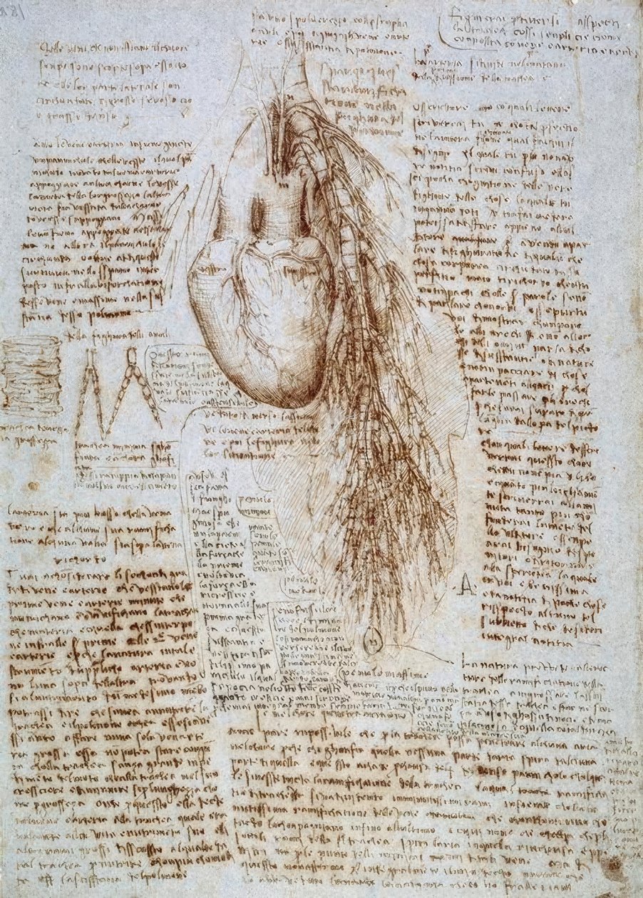 Estudo de anatomia: o coração e os vasos sanguíneos circundantes com os pulmões de Leonardo da Vinci
