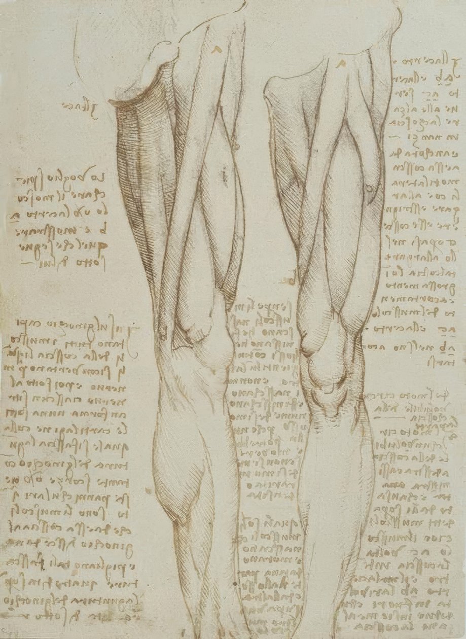 estudos de anatomia de Leonardo da Vinci