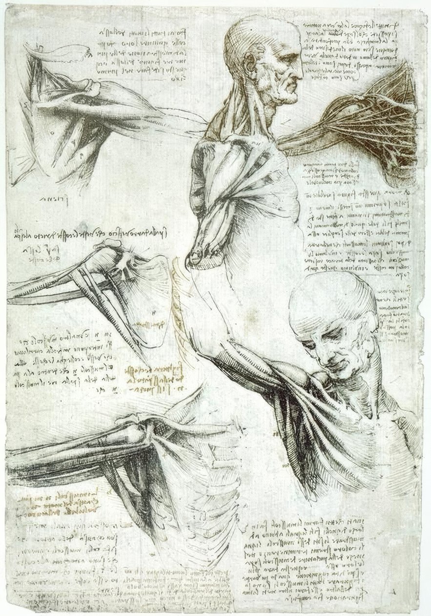 estudos de anatomia de Leonardo da Vinci